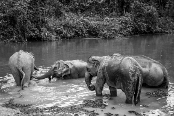 Laos_Elephants_WEB_03