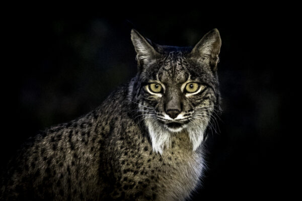 Lynx_21